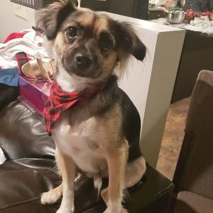 Meet your Posher, Sandy